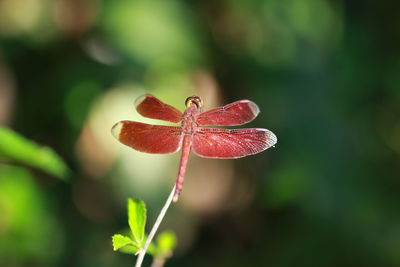 Close-up of red dragonfly on plant