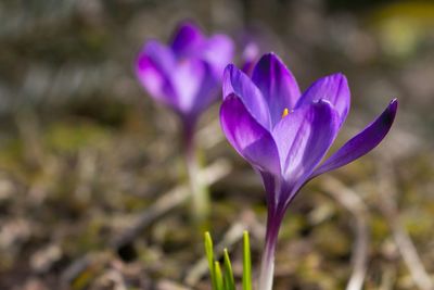 Close-up of purple flowers