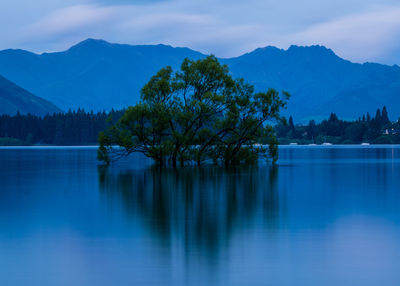 Scenic view of that wanaka tree with blue lake and mountain range in background