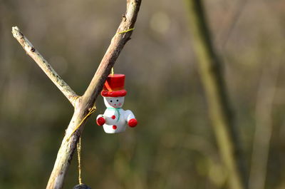 Close-up of red berries on tree