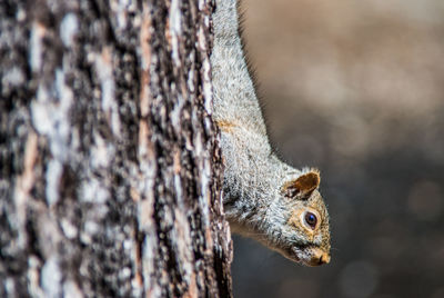 Close-up view of an animal