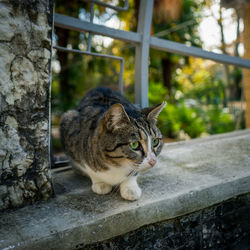 Close-up of a cat