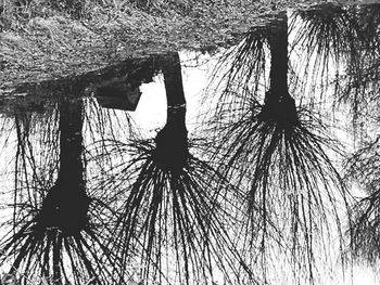 Low angle view of silhouette trees against sky