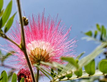 Close-up of flower blooming against sky