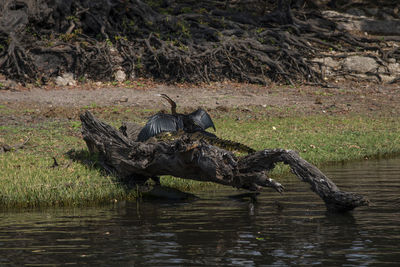 View of a duck in lake
