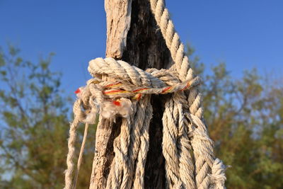 Close-up of rope tied to tree trunk against blue sky