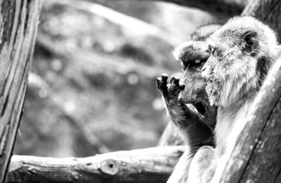 Close-up of monkeys