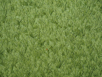 Full frame shot of wheat on field