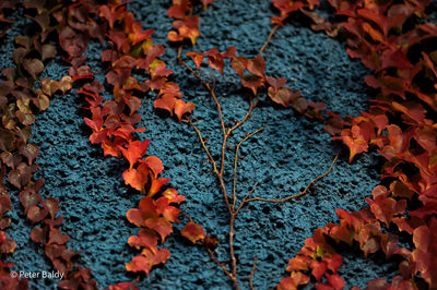 Close-up of autumn leaves