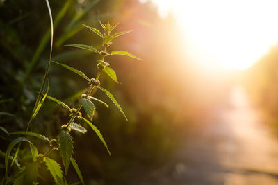 Close-up of fresh green plant during sunset