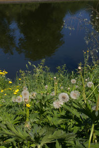 High angle view of flowering plants in lake