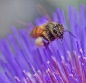 Close-up of bee on purple flower