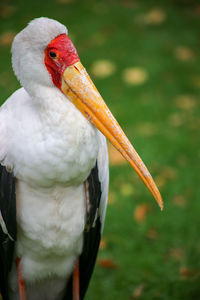 Close-up of a bird