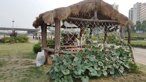 Plants on roof of building
