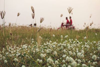 Flowers growing on field against sky