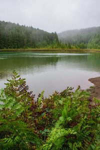 Scenic view of lake in forest against sky