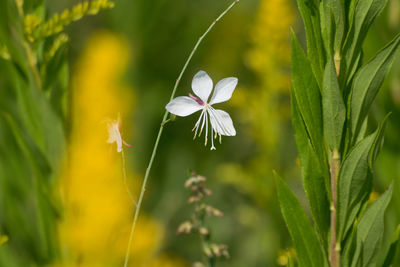 Close-up of white flowers blooming outdoors