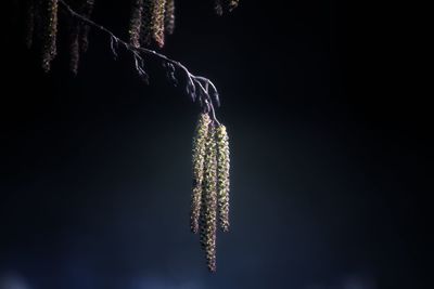 Close-up of snow on plant at night