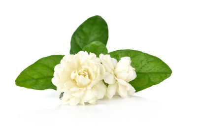 Close-up of white flowering plant