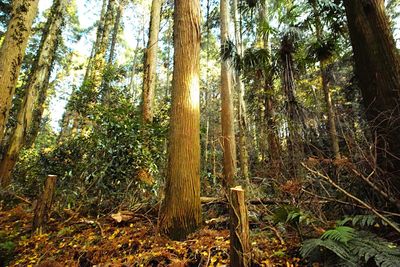 View of trees in the forest