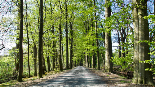 Road amidst trees in forest