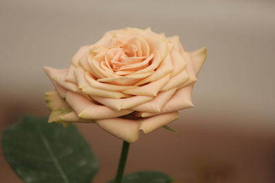 Close-up of rose roses