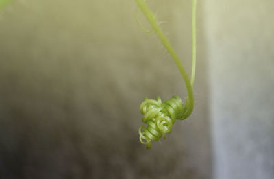 Close-up of green plant