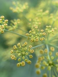 Close-up of flowering plant