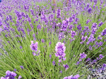 Close-up of purple flowering plants on field