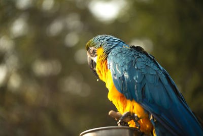 The blue and yellow macaw eating a nut in the zoo.