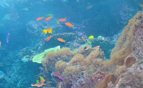 Close-up of fish underwater
