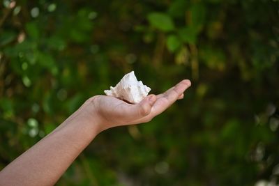 Close-up of hand holding white flower