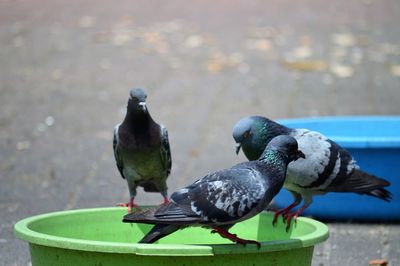 Close-up of pigeons perching