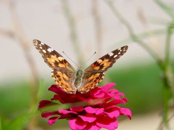 Close-up of butterfly pollinating on flower