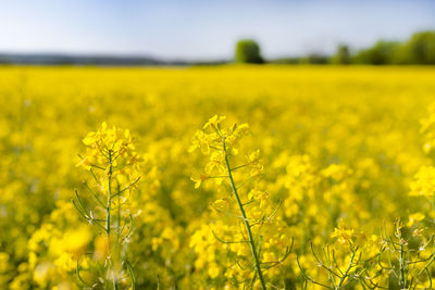 Scenic view of oilseed rape field