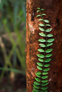 Close-up of lizard on tree trunk
