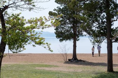 Trees in park