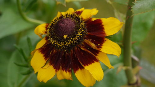 Close-up of yellow flower