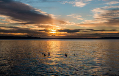 Swans swimming in lake against sky during sunset