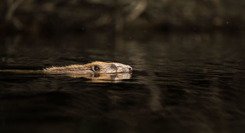 Otter swimming in lake