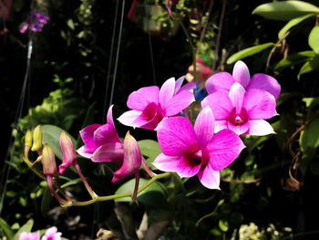 Close-up of pink flowering plants