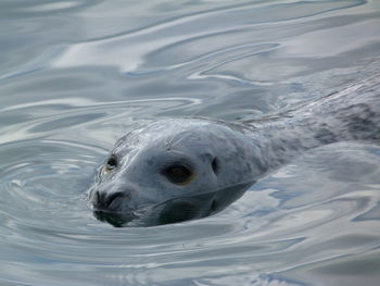 Close-up of turtle swimming in water