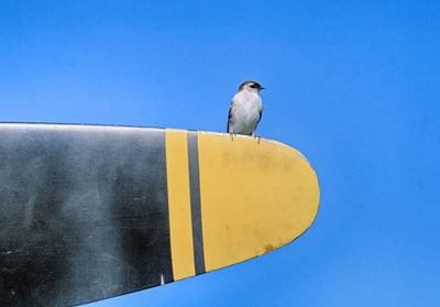 Low angle view of seagull perching against clear blue sky