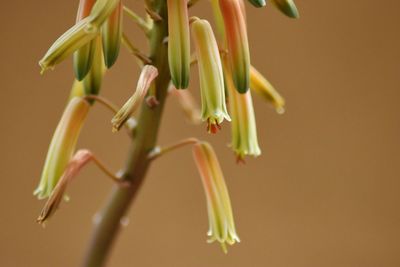 Close-up of flowering plant