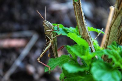 Close-up of insect on leaf