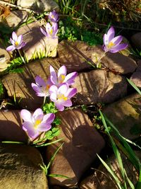 High angle view of purple crocus blooming outdoors