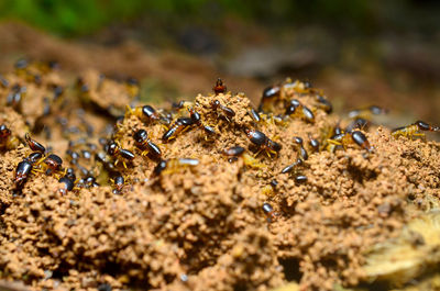 Close-up of ant on rock