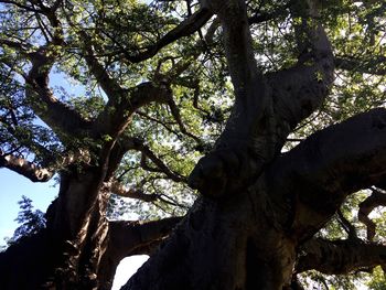 Low angle view of tree in forest