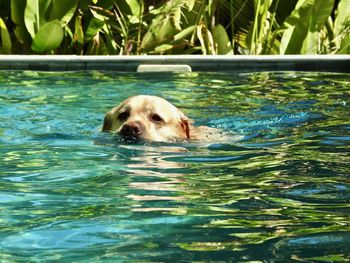 Dog in swimming pool