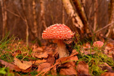 Close-up of fly agaric mushroom on field